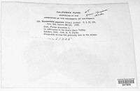 Tranzschelia discolor image